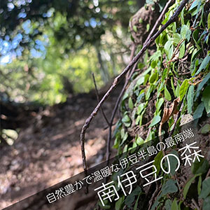 南伊豆の山林散骨自然葬