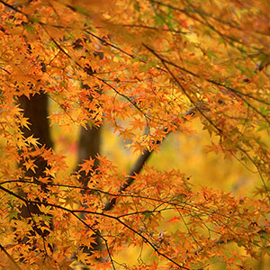 後悔しない散骨