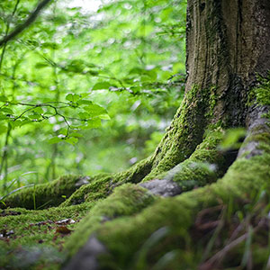 樹木葬と山林散骨の違い