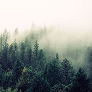 山への散骨業者リストと散骨場所一覧