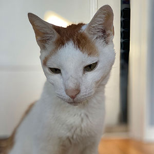 亡くなったペットと離れたくない方へ